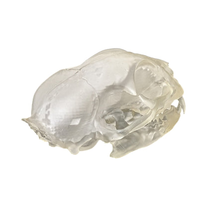 Liquid Crystal: Translucent Clear Cat Skull