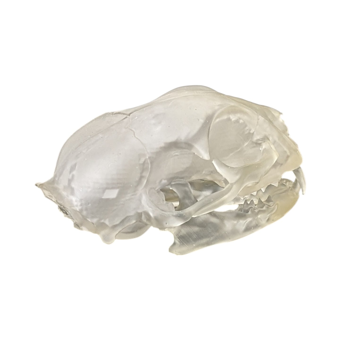 Liquid Crystal: Translucent Clear Cat Skull