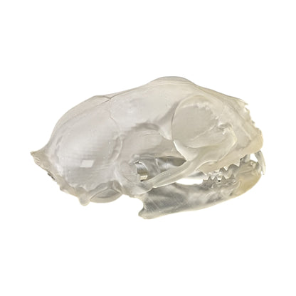 Liquid Crystal: Translucent Clear Cat Skull