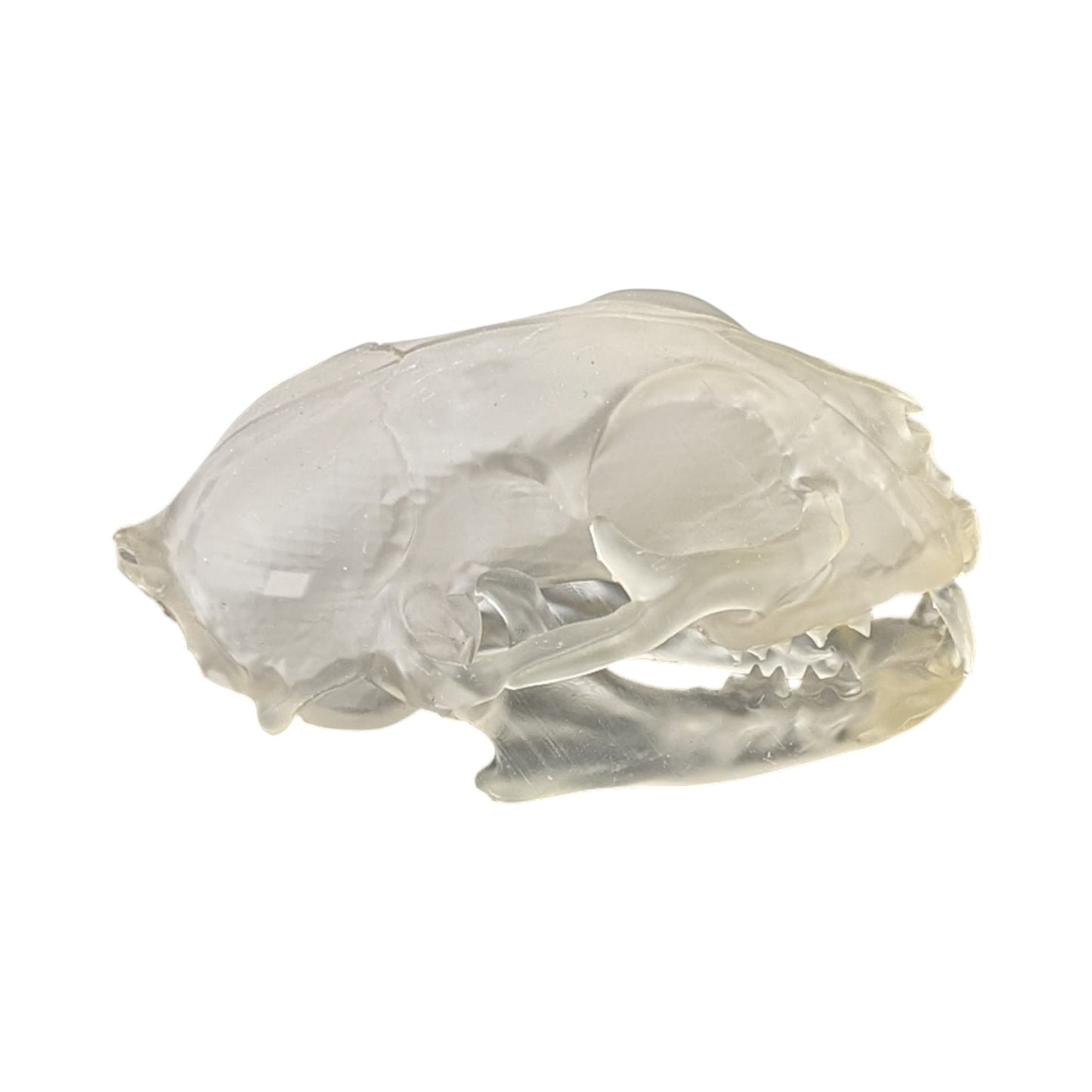 Liquid Crystal: Translucent Clear Cat Skull