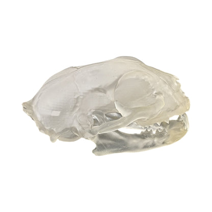 Liquid Crystal: Translucent Clear Cat Skull