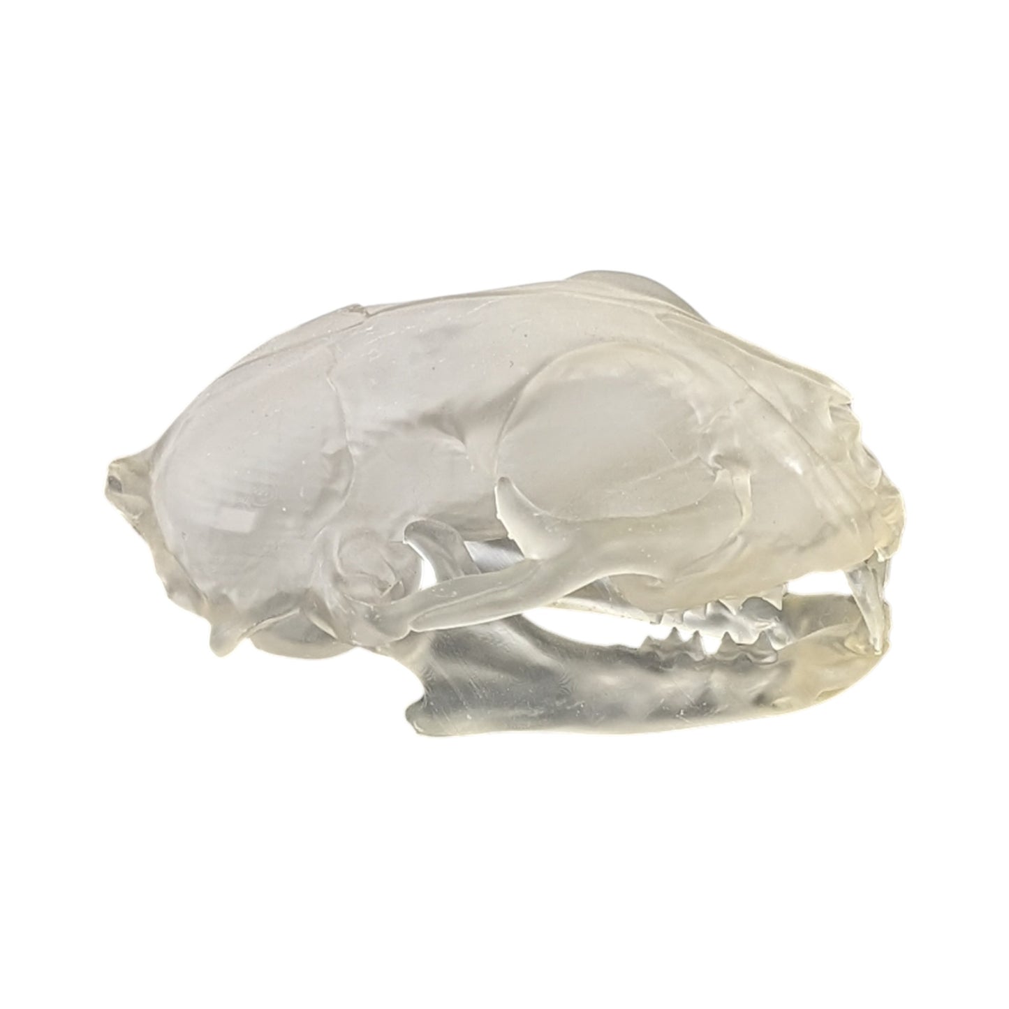 Liquid Crystal: Translucent Clear Cat Skull