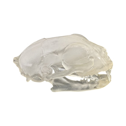 Liquid Crystal: Translucent Clear Cat Skull