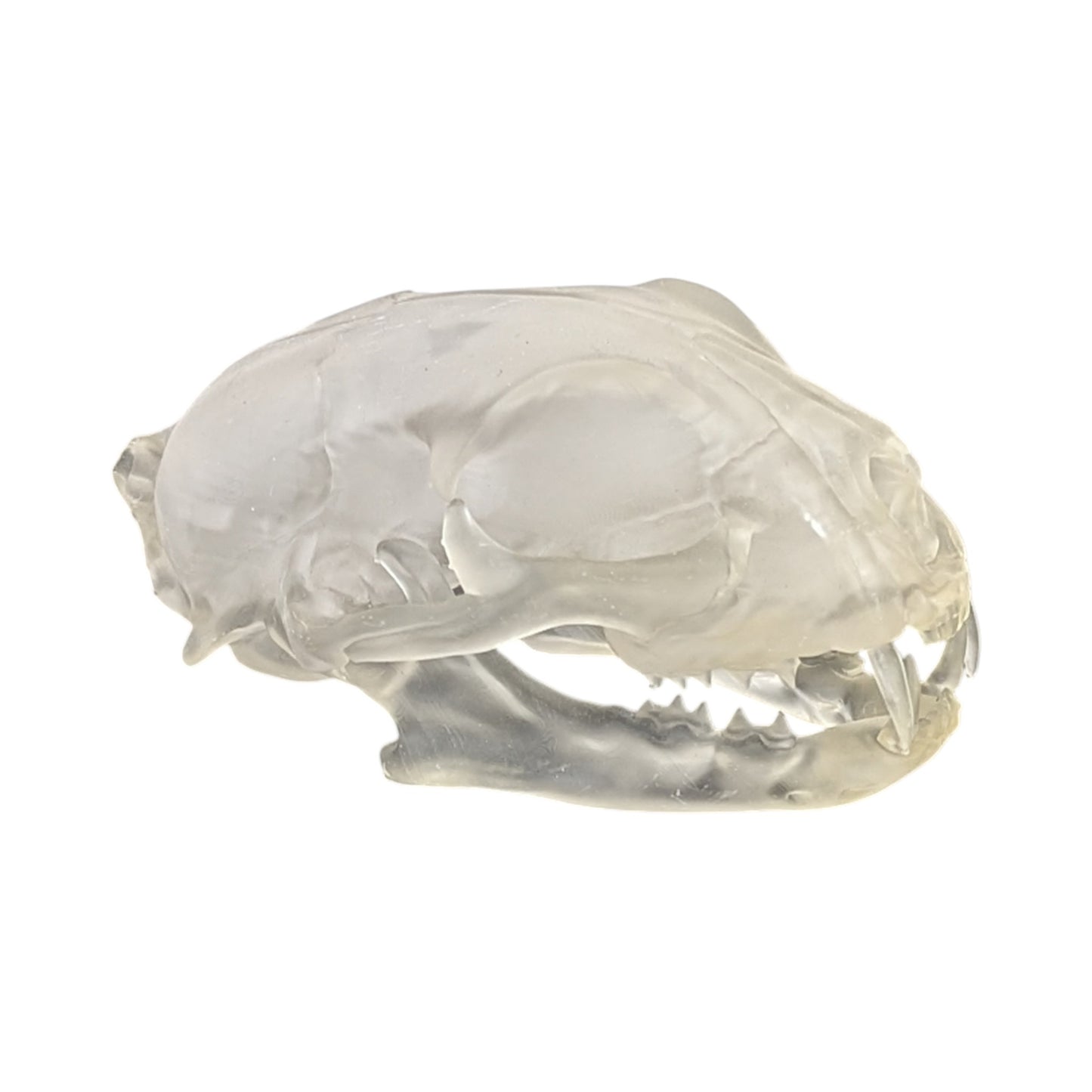 Liquid Crystal: Translucent Clear Cat Skull