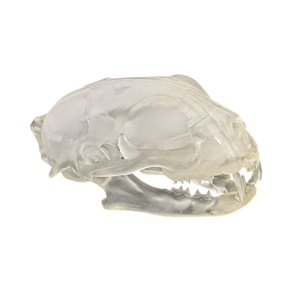 Liquid Crystal: Translucent Clear Cat Skull