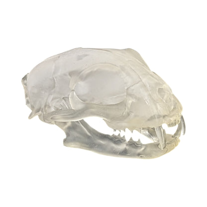 Liquid Crystal: Translucent Clear Cat Skull