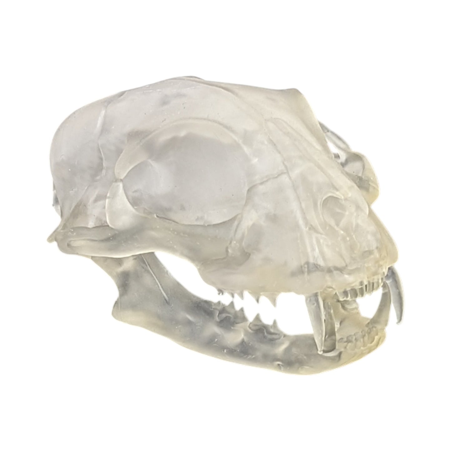 Liquid Crystal: Translucent Clear Cat Skull
