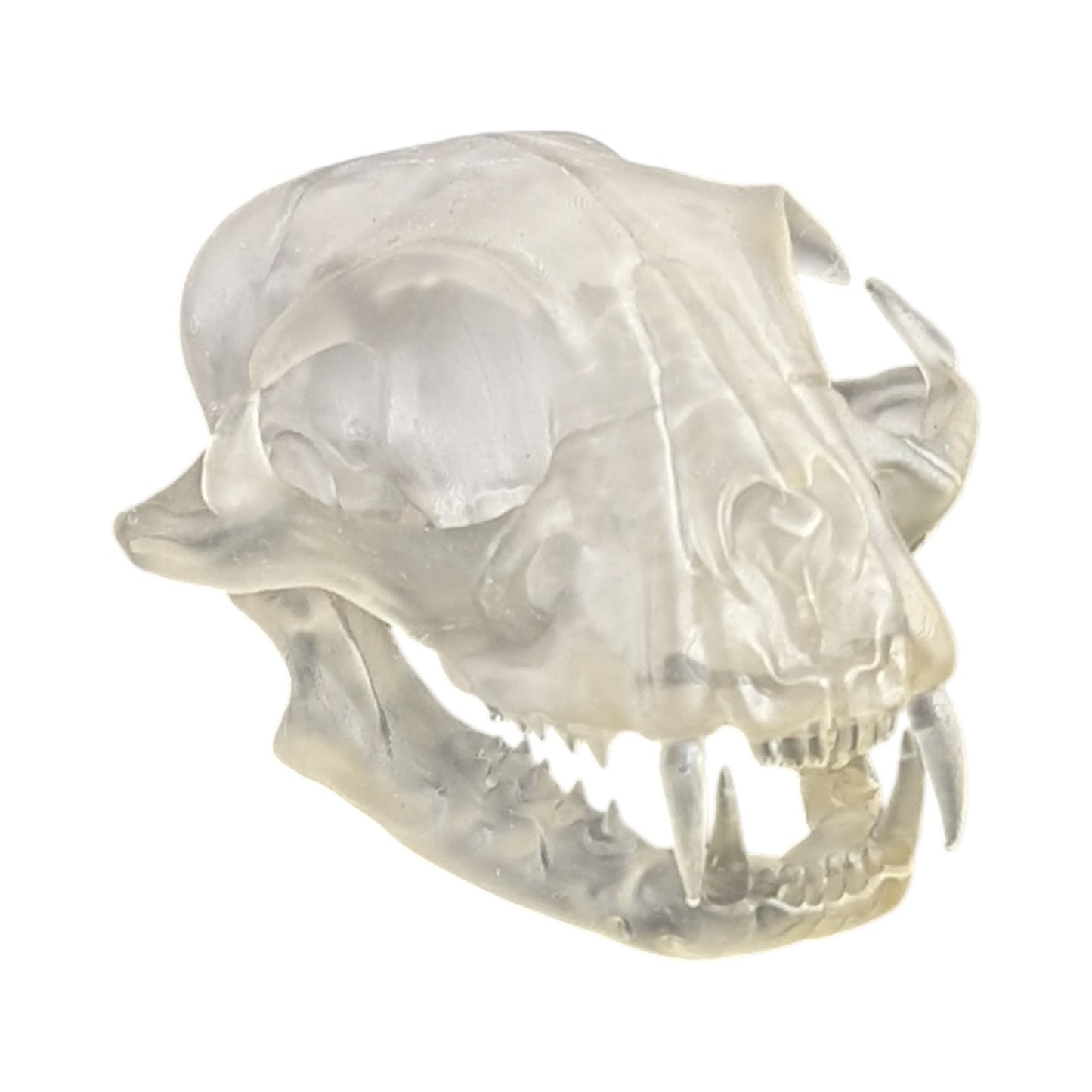 Liquid Crystal: Translucent Clear Cat Skull