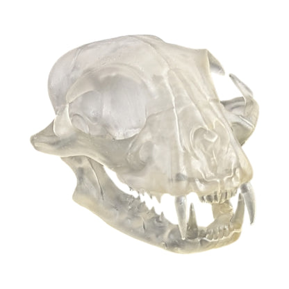 Liquid Crystal: Translucent Clear Cat Skull