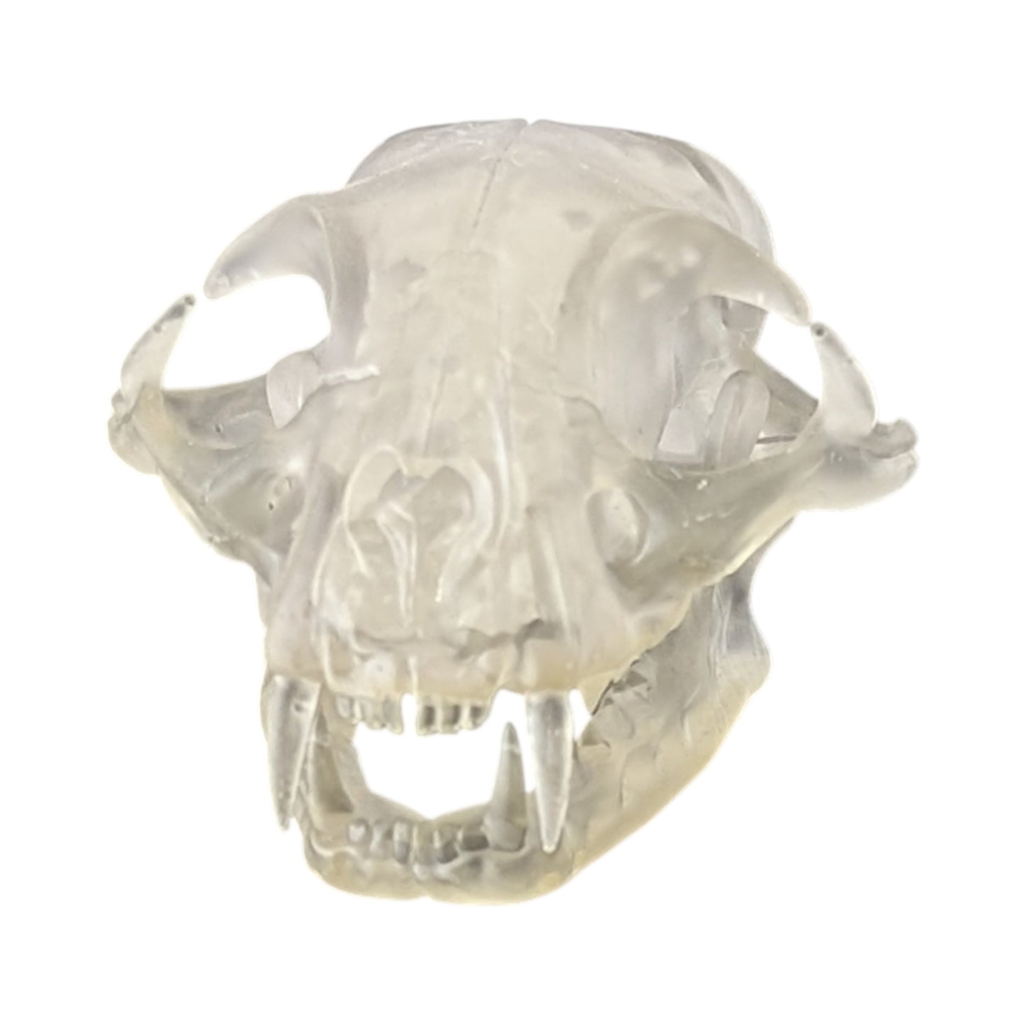 Liquid Crystal: Translucent Clear Cat Skull