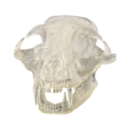 Liquid Crystal: Translucent Clear Cat Skull