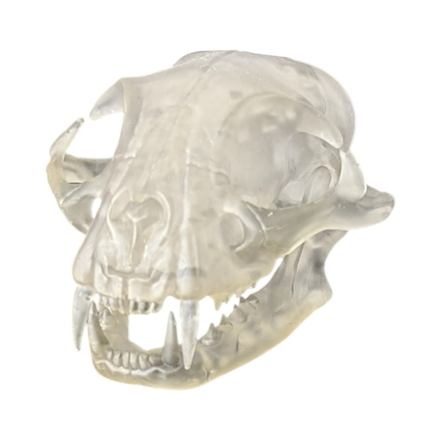 Liquid Crystal: Translucent Clear Cat Skull