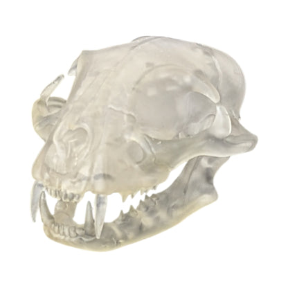 Liquid Crystal: Translucent Clear Cat Skull