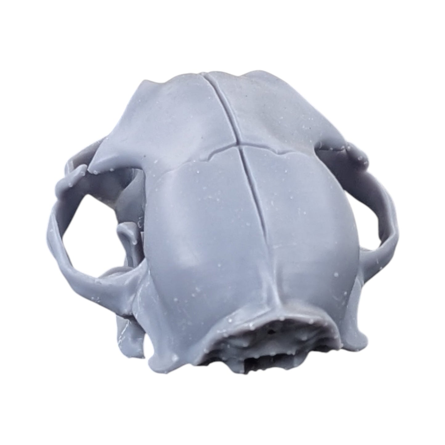 The Urban Specimen: Life-Size Cat Skull (Matte Concrete)