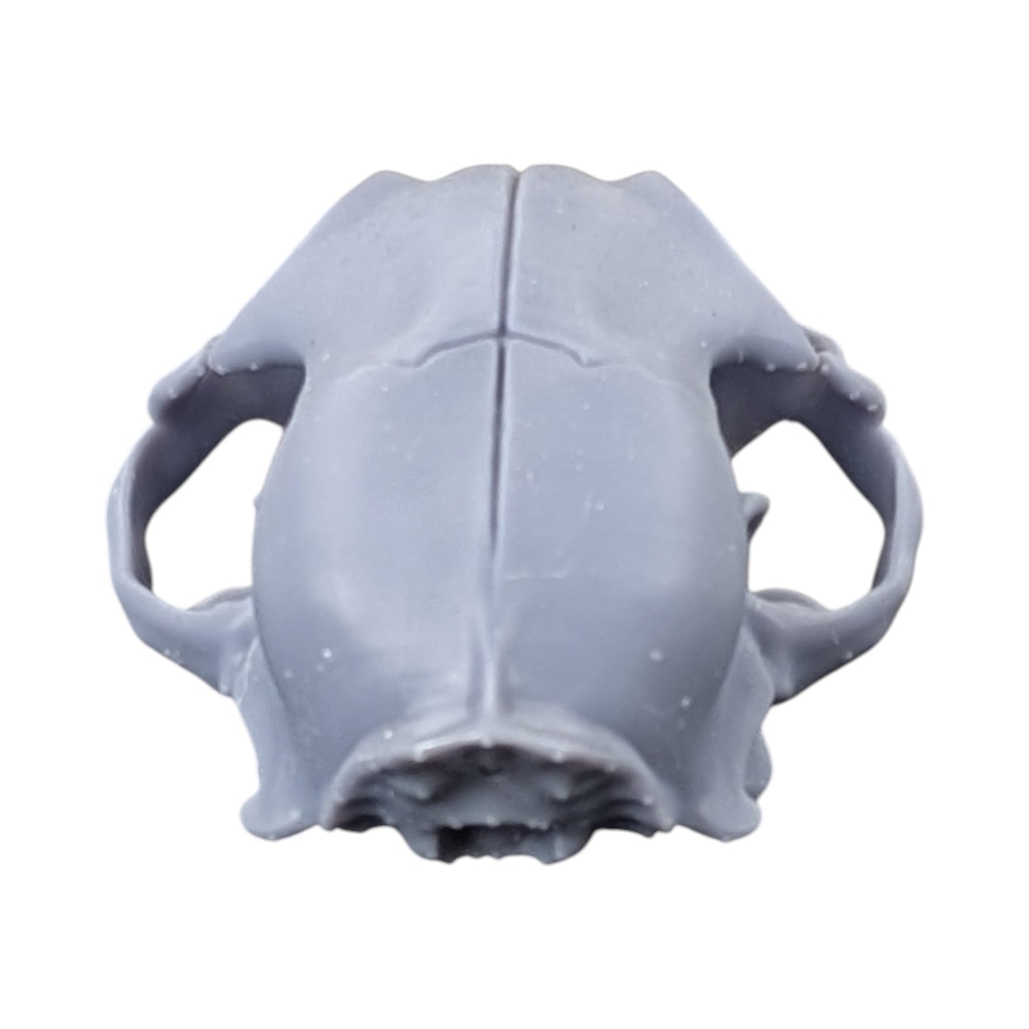 The Urban Specimen: Life-Size Cat Skull (Matte Concrete)