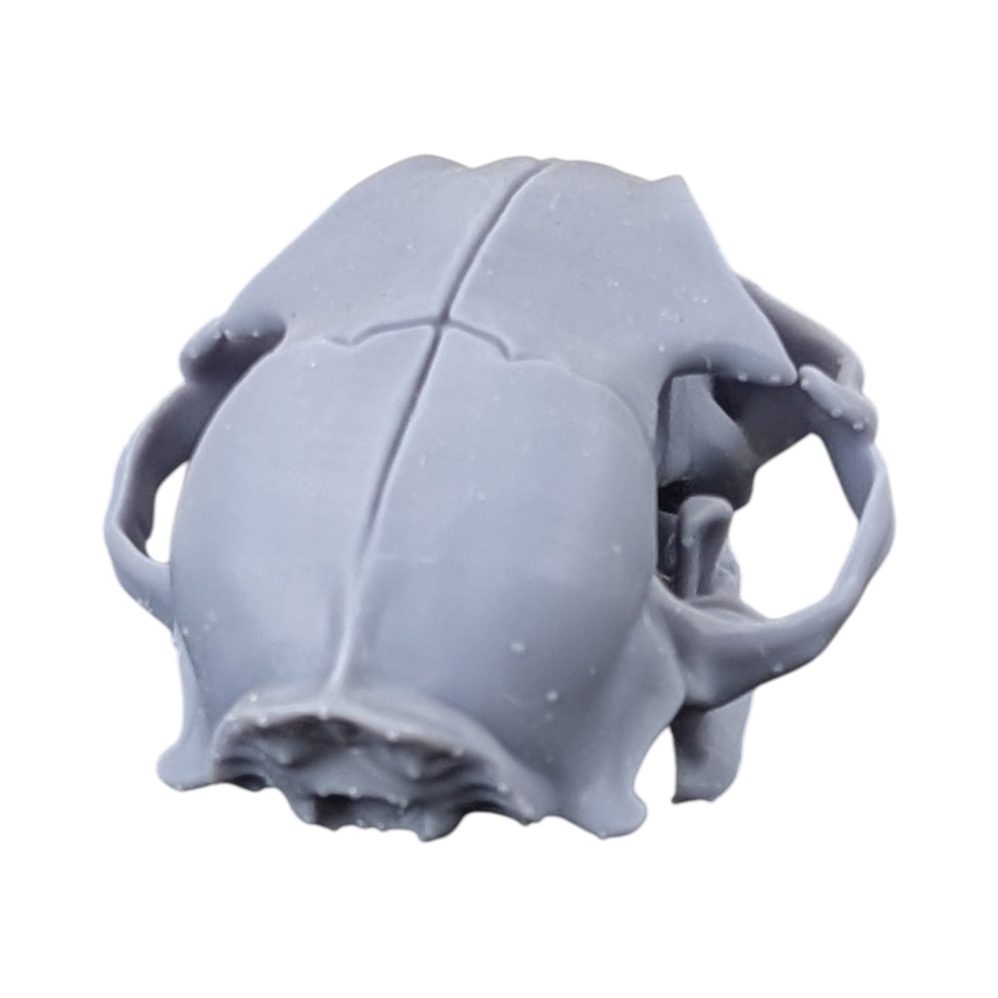 The Urban Specimen: Life-Size Cat Skull (Matte Concrete)