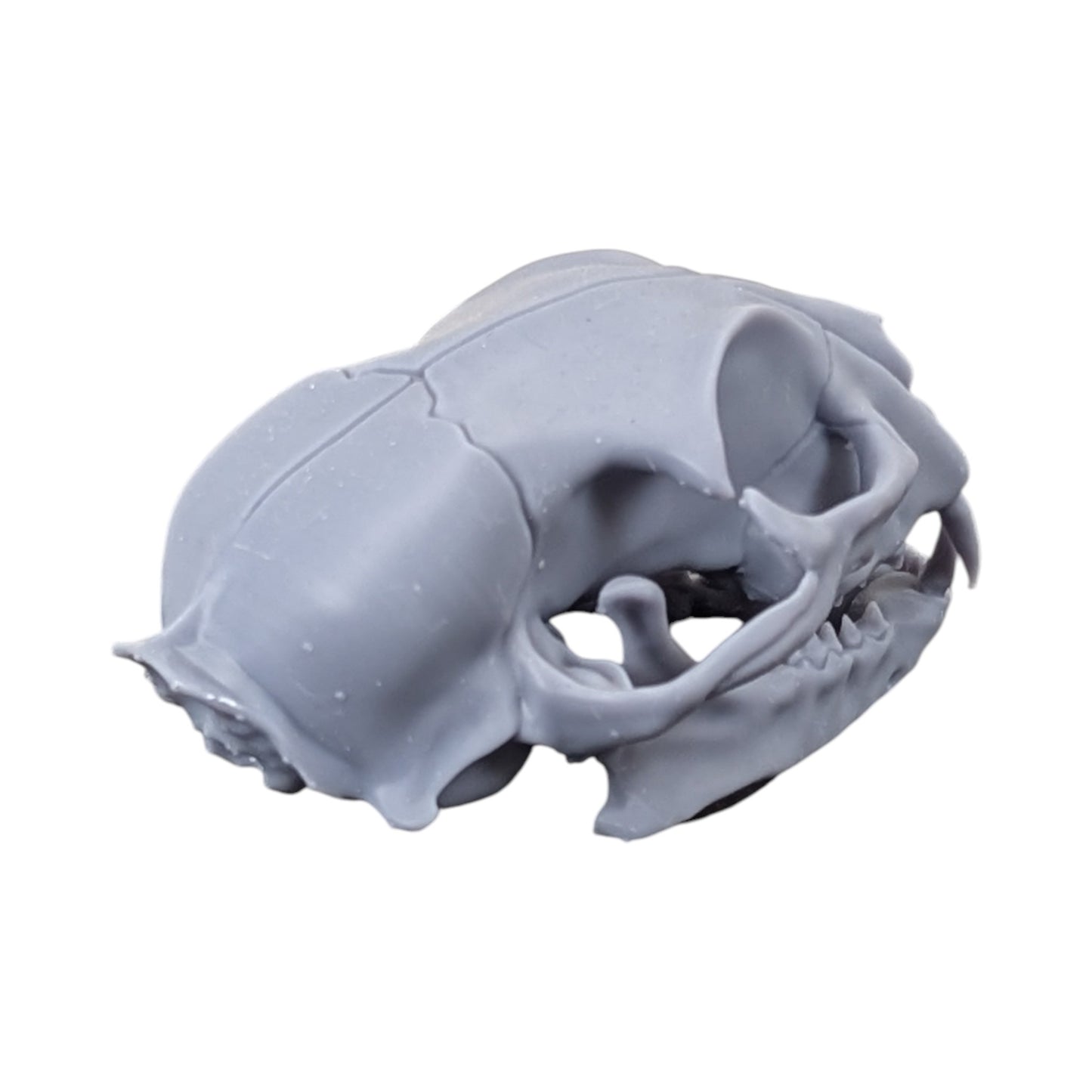 The Urban Specimen: Life-Size Cat Skull (Matte Concrete)