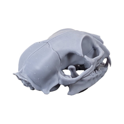 The Urban Specimen: Life-Size Cat Skull (Matte Concrete)