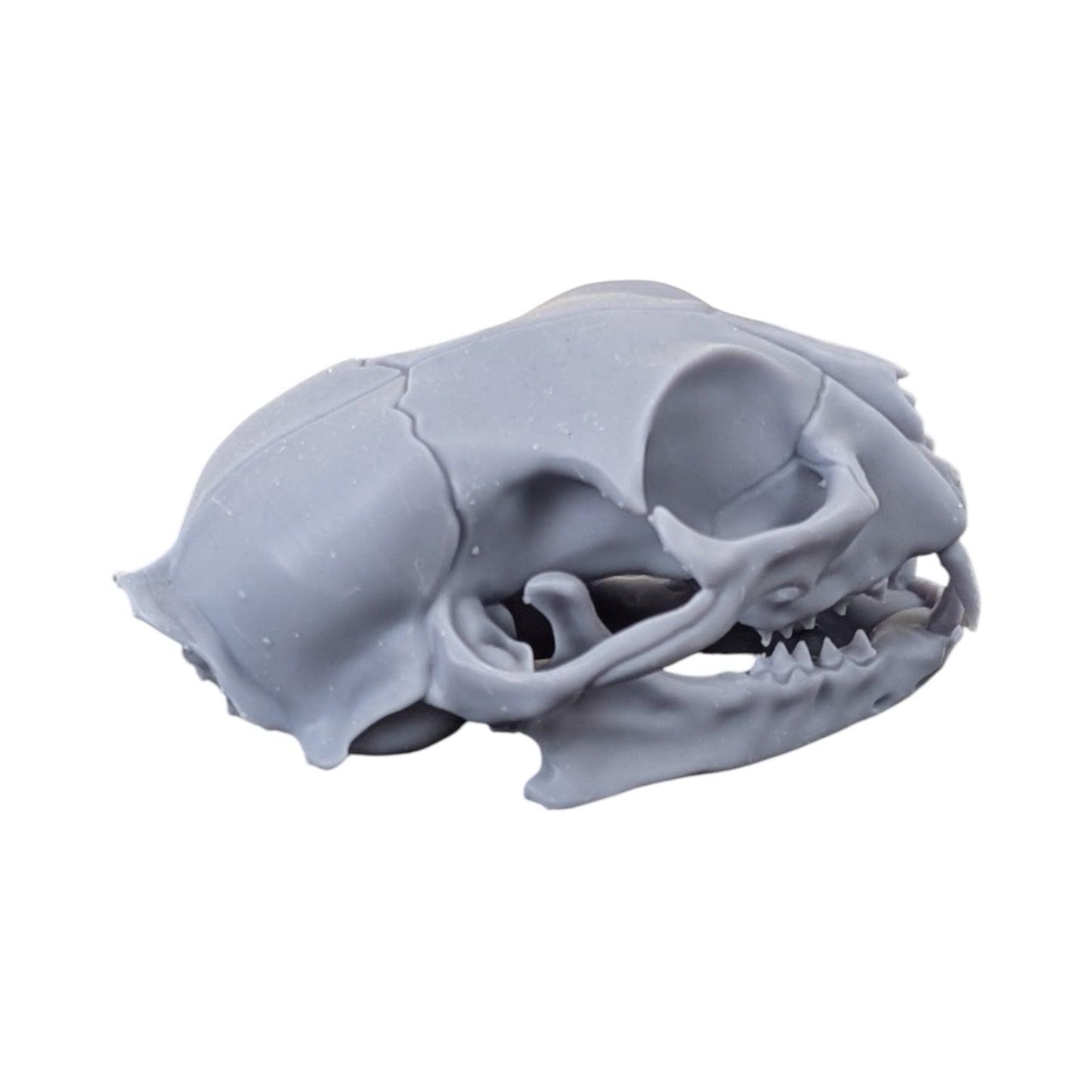 The Urban Specimen: Life-Size Cat Skull (Matte Concrete)