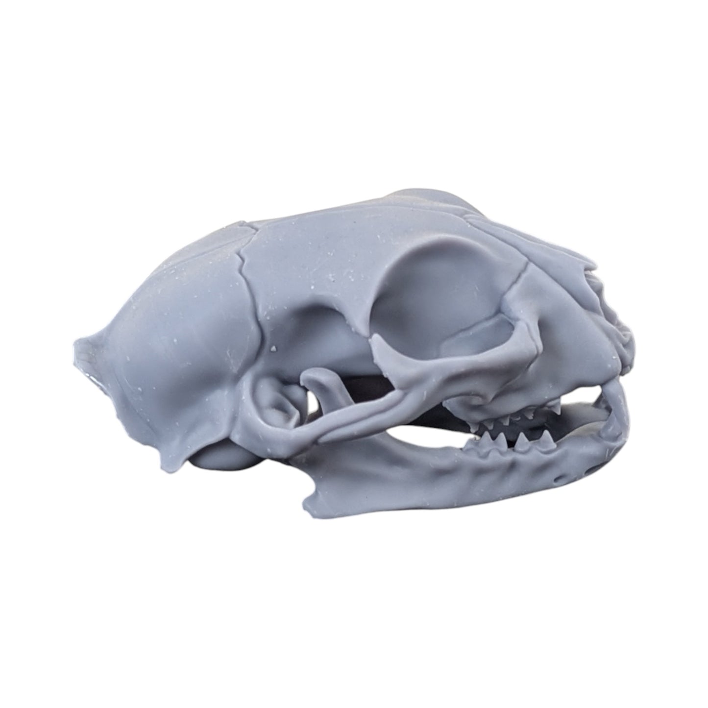 The Urban Specimen: Life-Size Cat Skull (Matte Concrete)