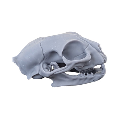 The Urban Specimen: Life-Size Cat Skull (Matte Concrete)