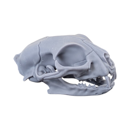 The Urban Specimen: Life-Size Cat Skull (Matte Concrete)