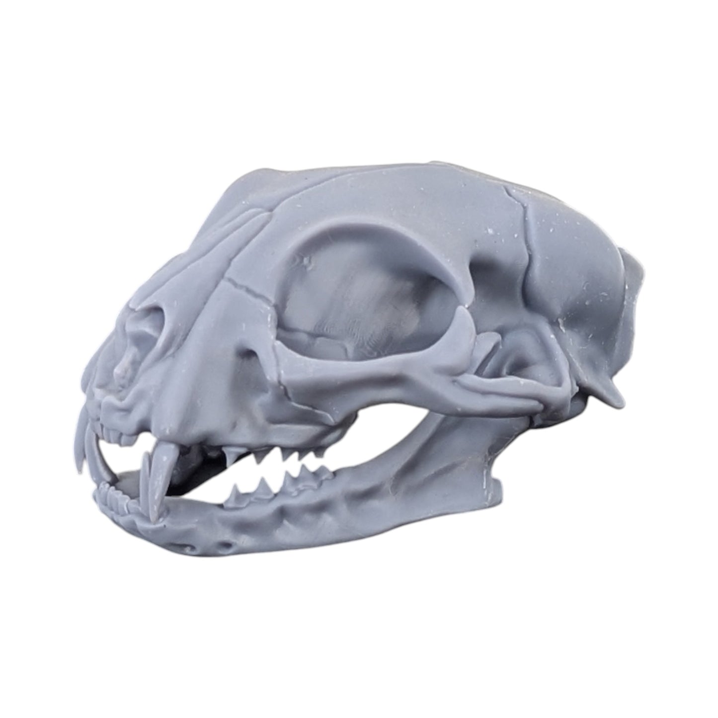 The Urban Specimen: Life-Size Cat Skull (Matte Concrete)