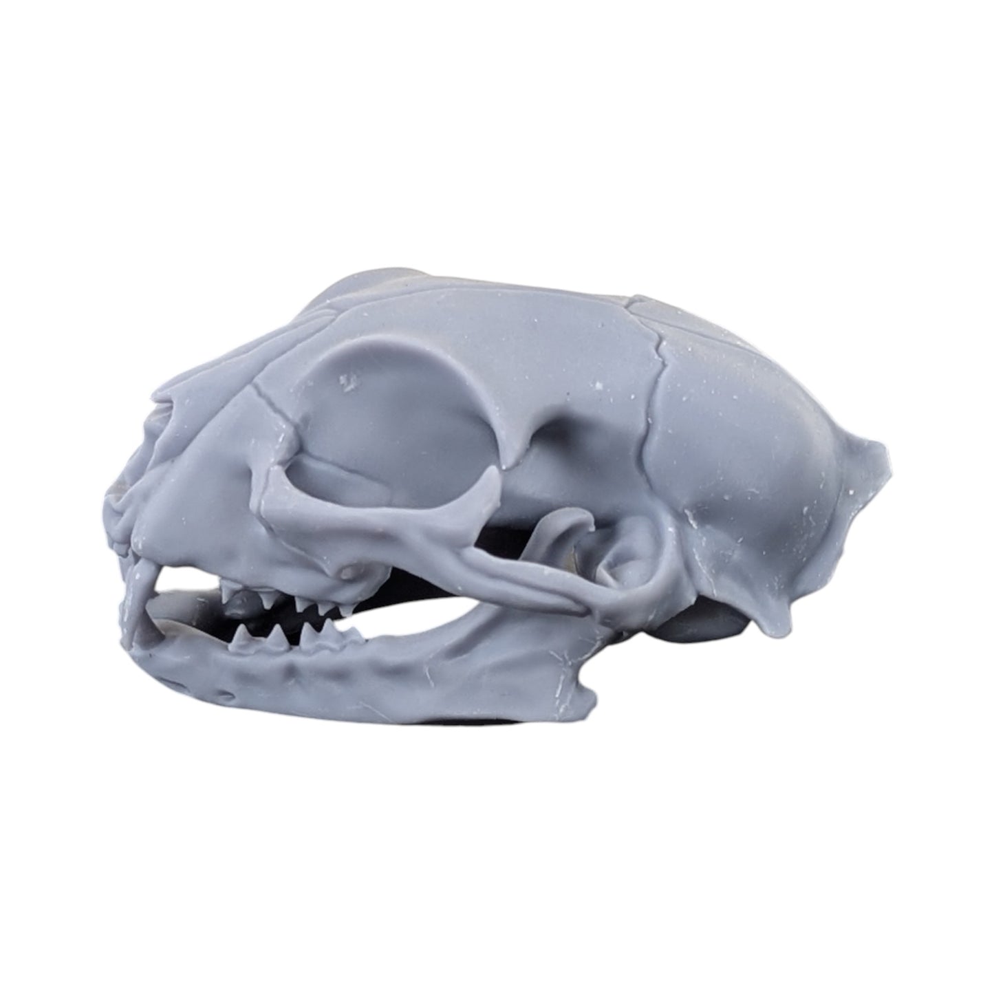 The Urban Specimen: Life-Size Cat Skull (Matte Concrete)
