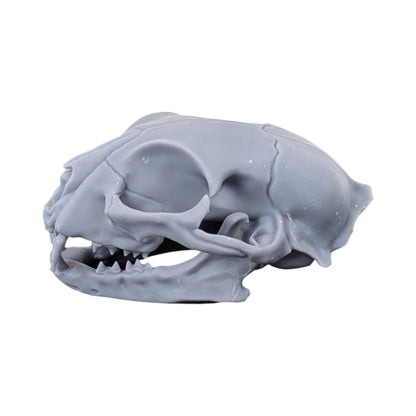 The Urban Specimen: Life-Size Cat Skull (Matte Concrete)