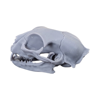 The Urban Specimen: Life-Size Cat Skull (Matte Concrete)