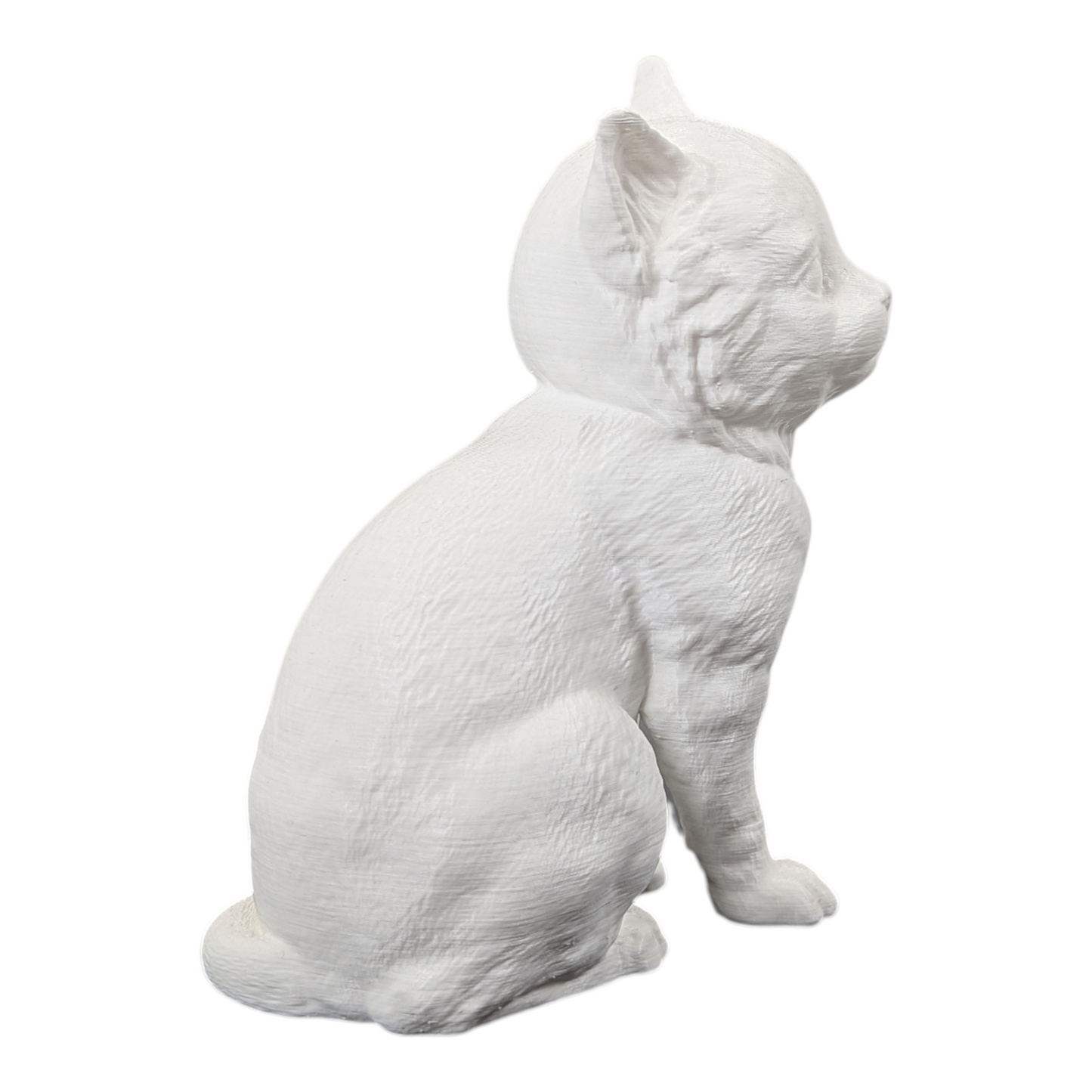 The Juvenile Feline Study (Archive No. 008)
